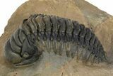 Crotalocephalina Trilobite Fossil - Multi-Toned Coloration #310284-1